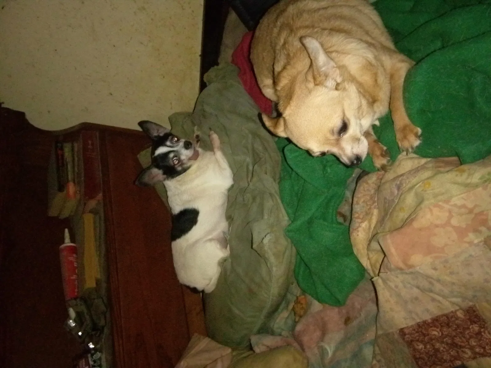 Lost dog in Memphis, TN, 38128
