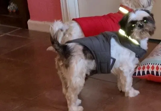 Lost dog in Fort Worth, TX, 76134