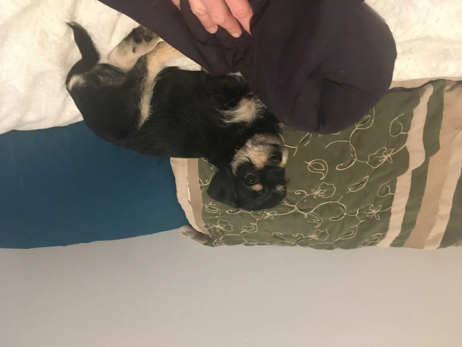 Lost dog in Lynnwood, WA, 98037