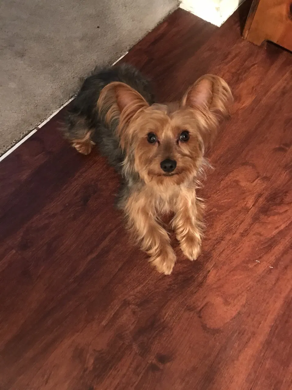 Lost dog in Houston, TX, 77047