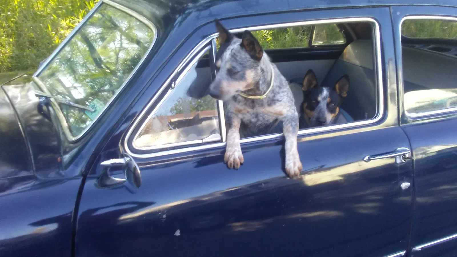 Lost dog in Corpus Christi, TX, 78406