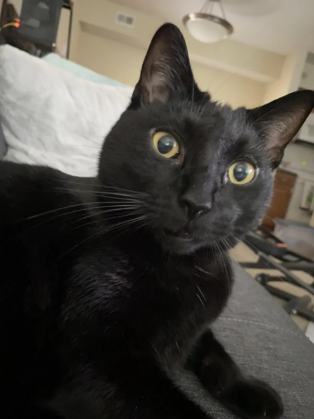 Lost cat in Charlotte, NC, 28210