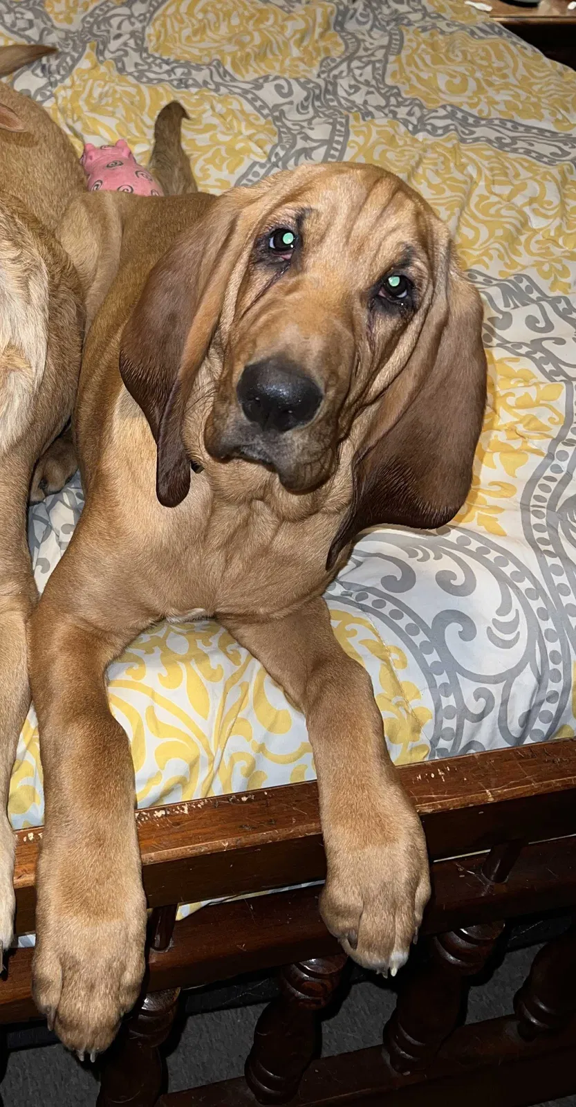 Lost dog in Potts Camp, MS, 38659