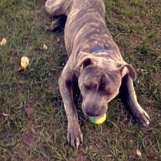 Lost dog in Houston, TX, 77026