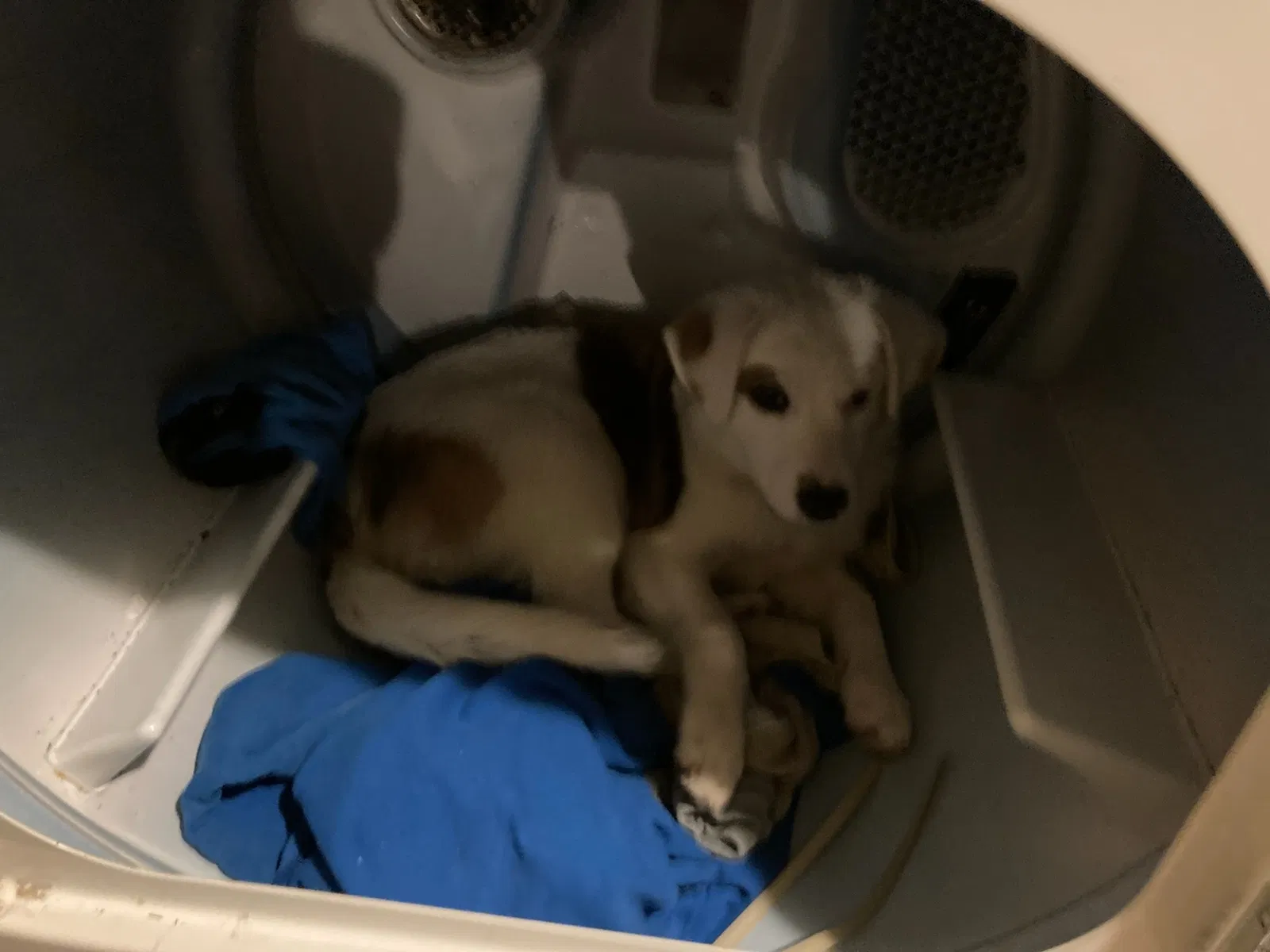 Lost dog in Navasota, TX, 77868
