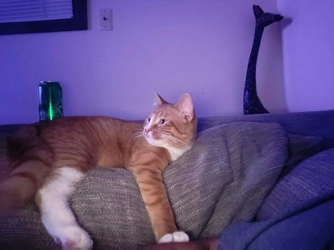 Lost cat in Iowa City, IA, 52240