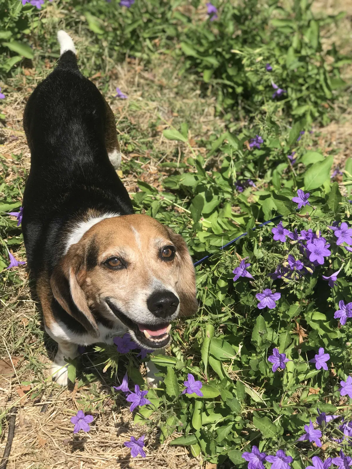 Lost dog in Dallas, TX, 75246