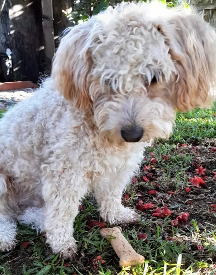 Lost dog in Ontario, CA, 91762