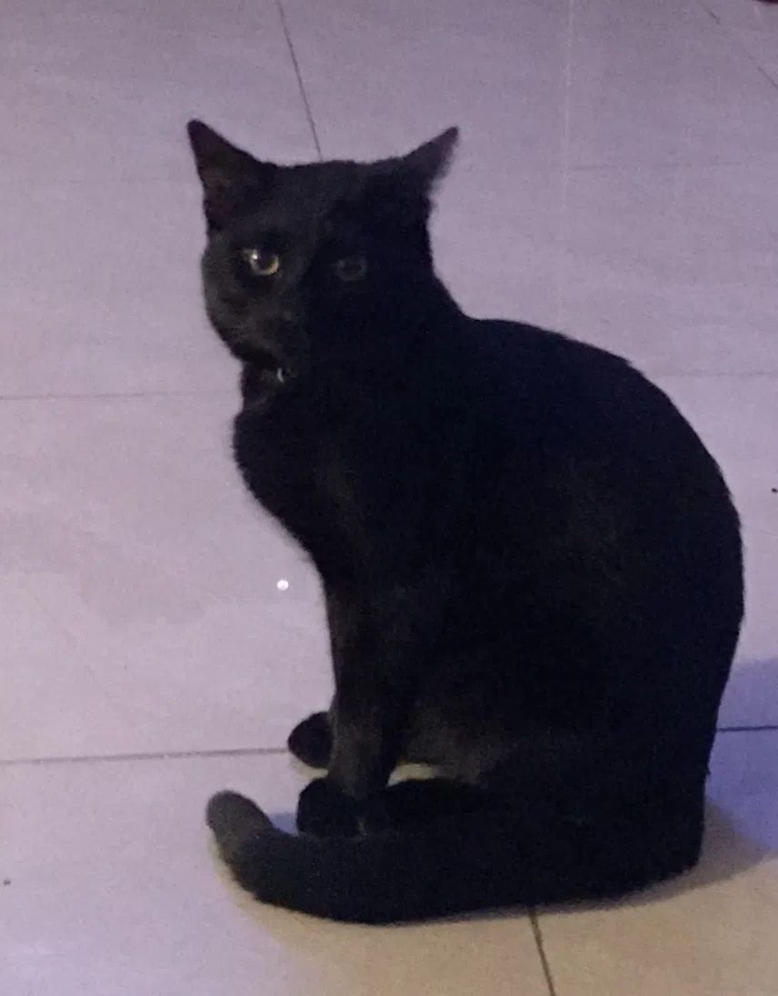 Lost cat in Pomona, CA, 91767