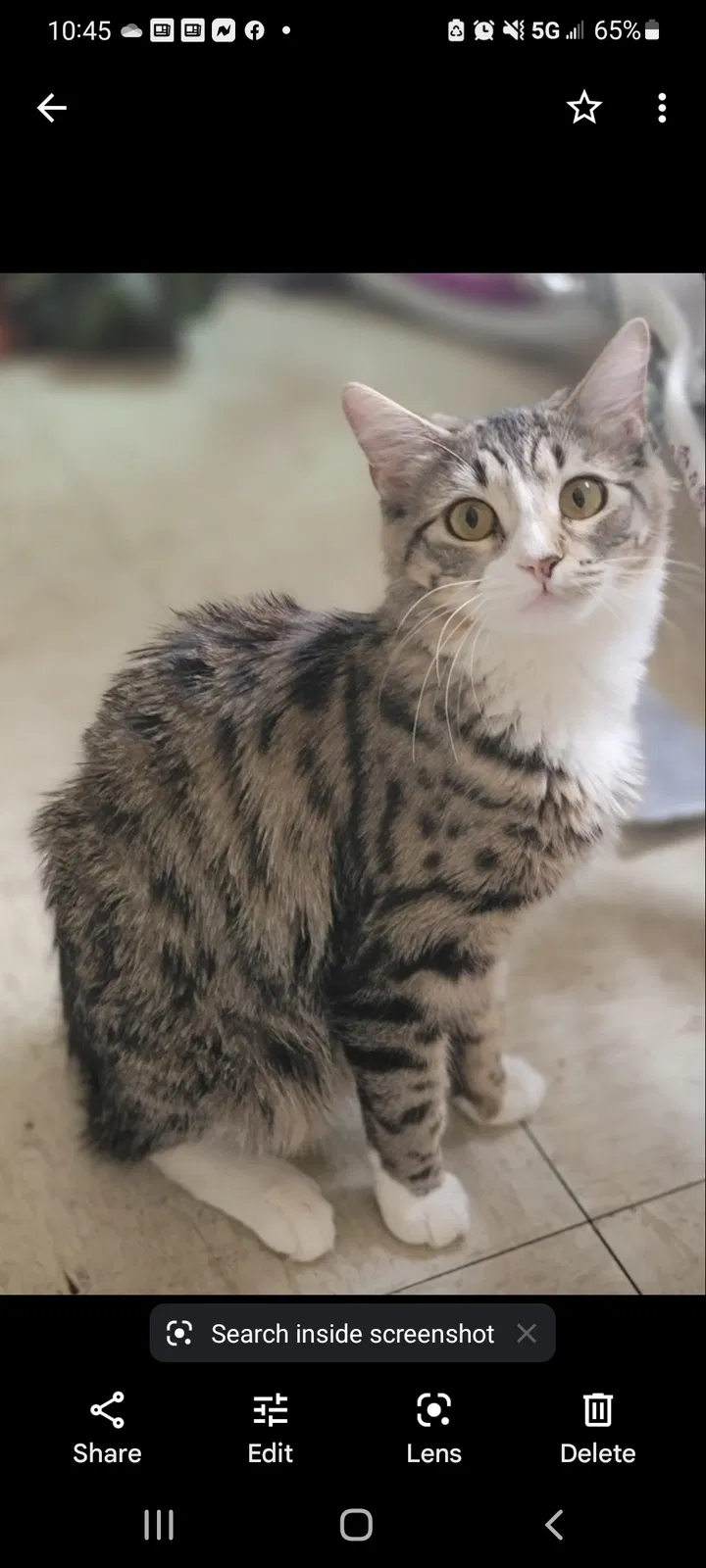 Lost cat in Los Angeles, CA, 90002