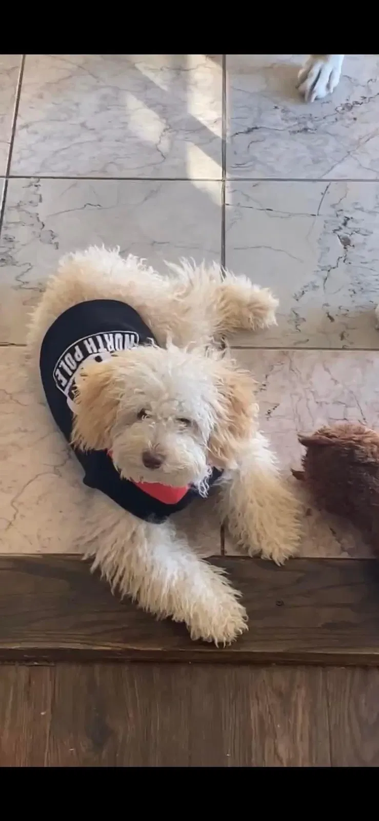 Lost dog in Mesquite, TX, 75150