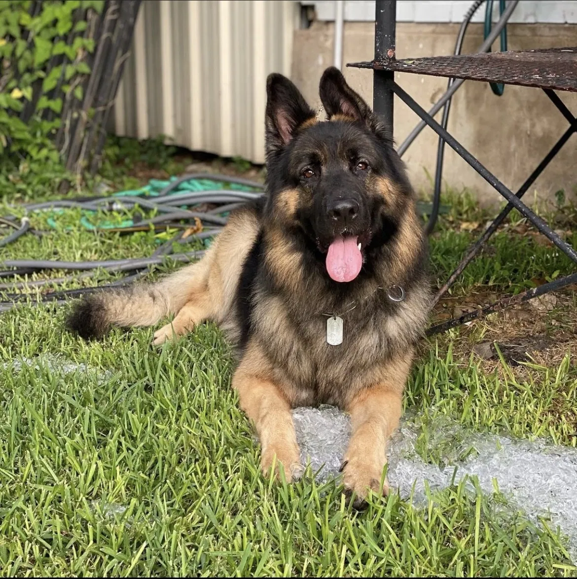 Lost dog in Argyle, TX, 76226