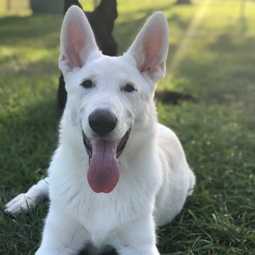 Lost dog in Argyle, TX, 76226