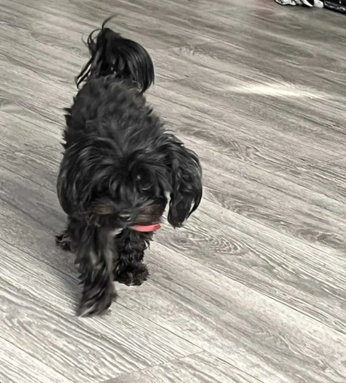 Lost dog in Los Angeles, CA, 90047
