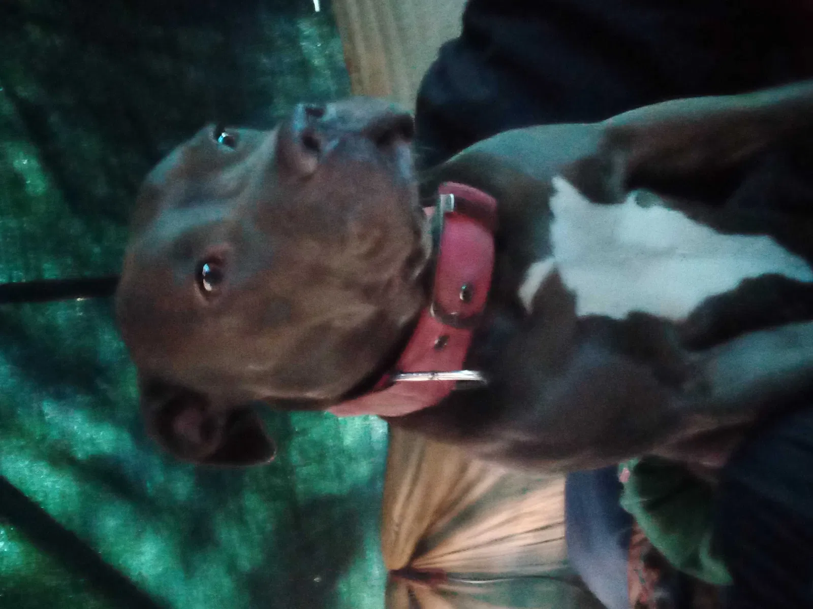 Lost dog in Dallas, TX, 75217