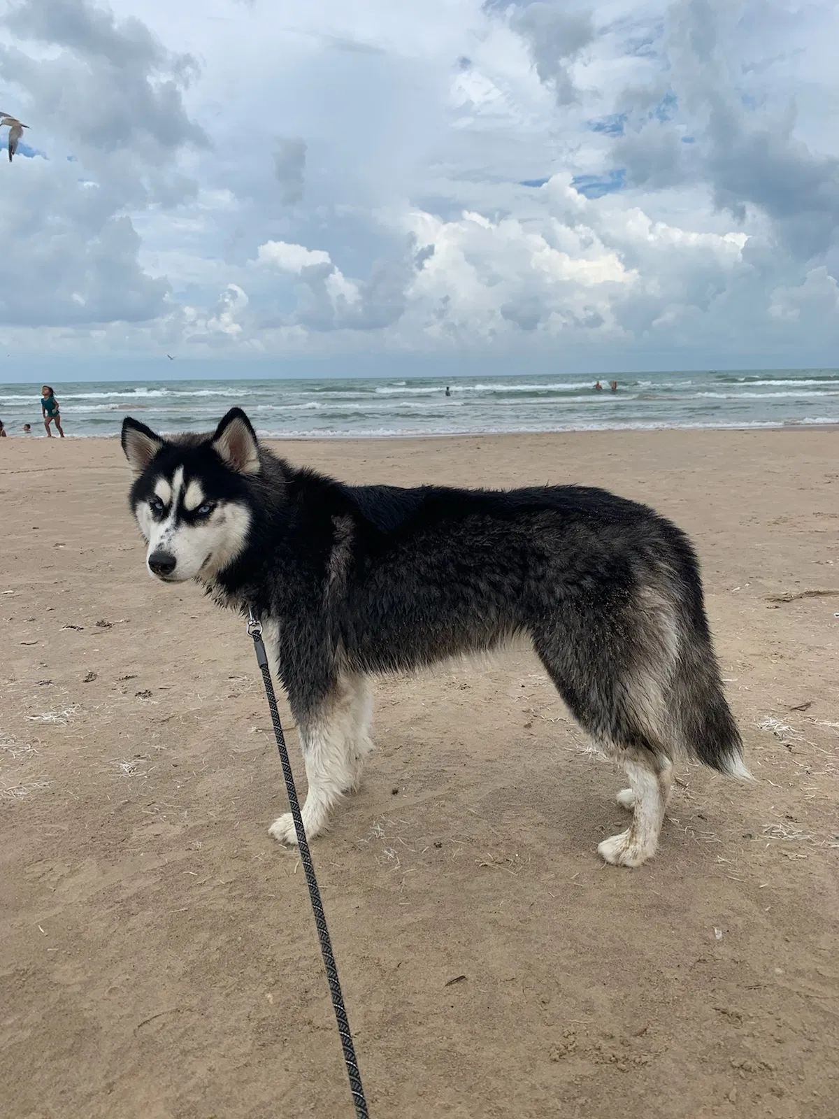Lost dog in Weslaco, TX, 78596