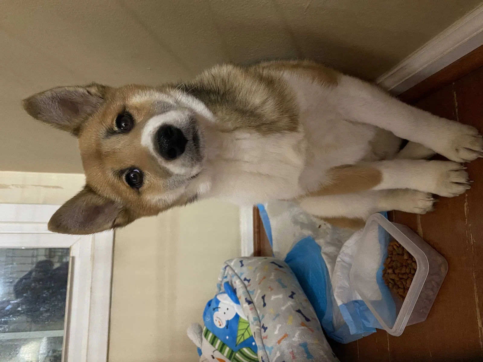 Lost dog in Silver Spring, MD, 20905