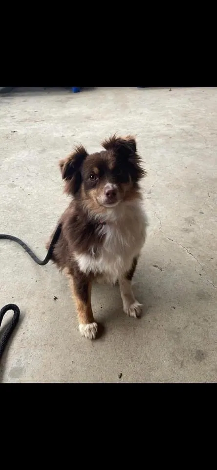 Lost dog in Sevierville, TN, 37876
