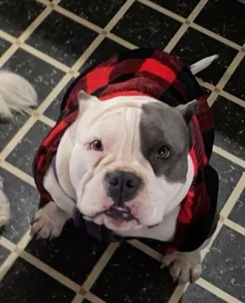 Lost dog in Odessa, TX, 79761