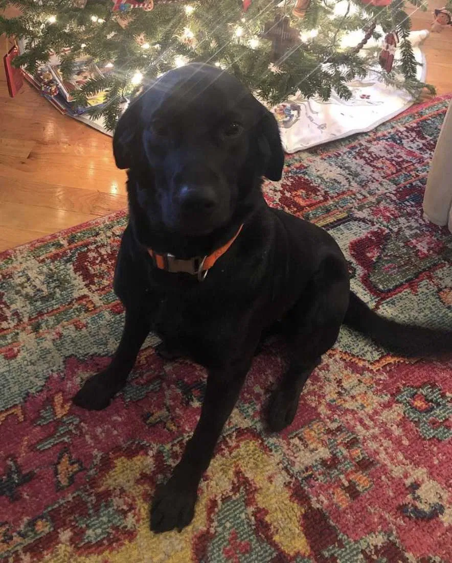 Lost dog in Riceville, TN, 37370