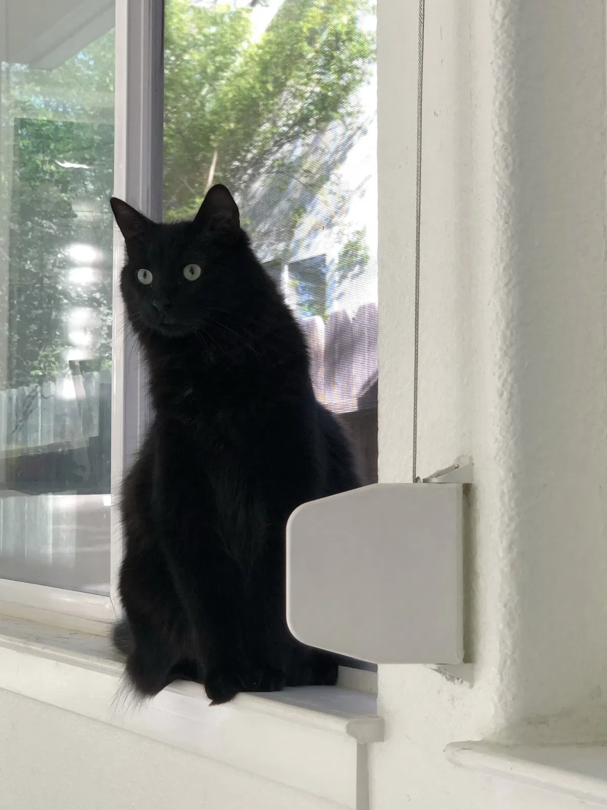 Lost cat in Sacramento, CA, 95820