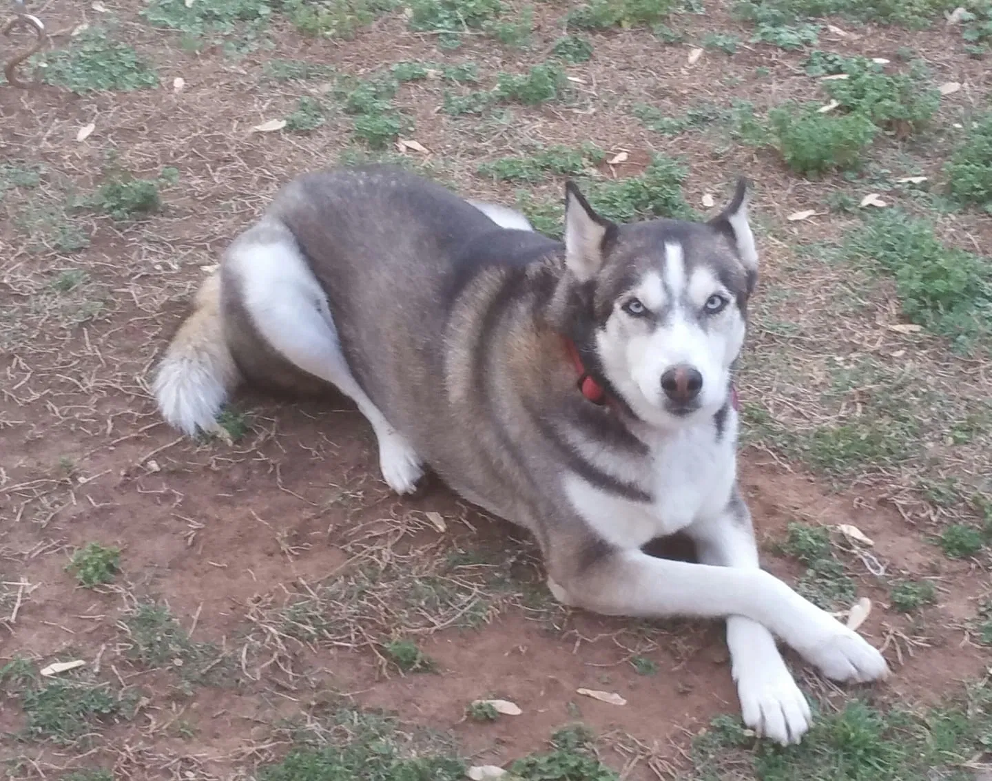 Lost dog in Portland, OR, 97209