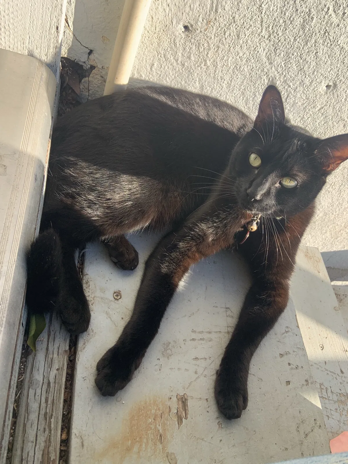 Lost cat in Sacramento, CA, 95814