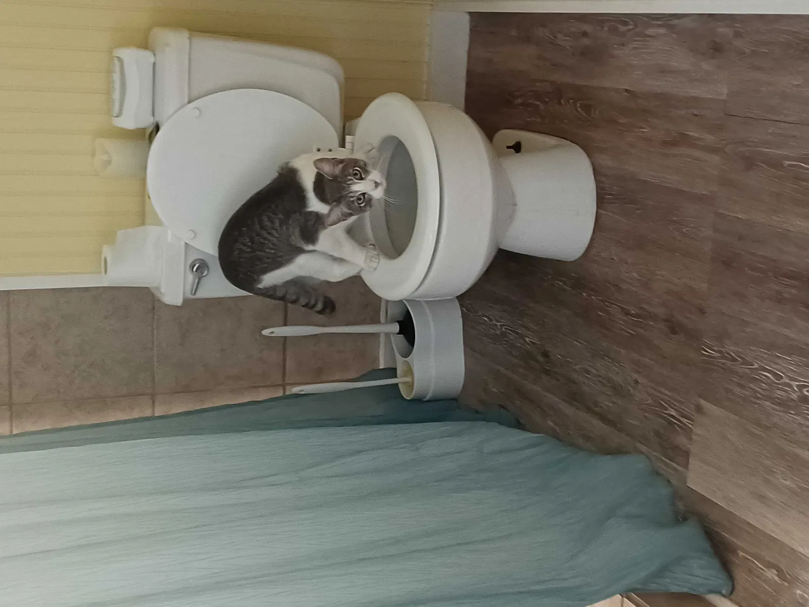 Lost cat in Galveston, TX, 77550