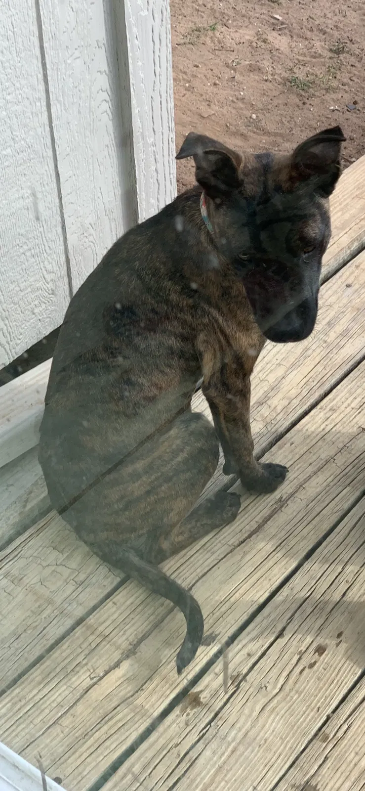 Lost dog in Edmond, OK, 73034