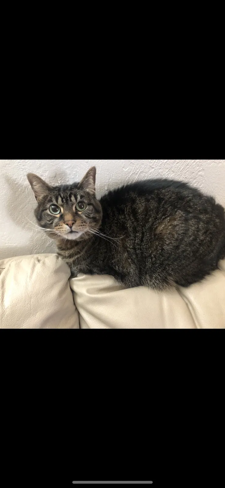 Lost cat in Portland, OR, 97206