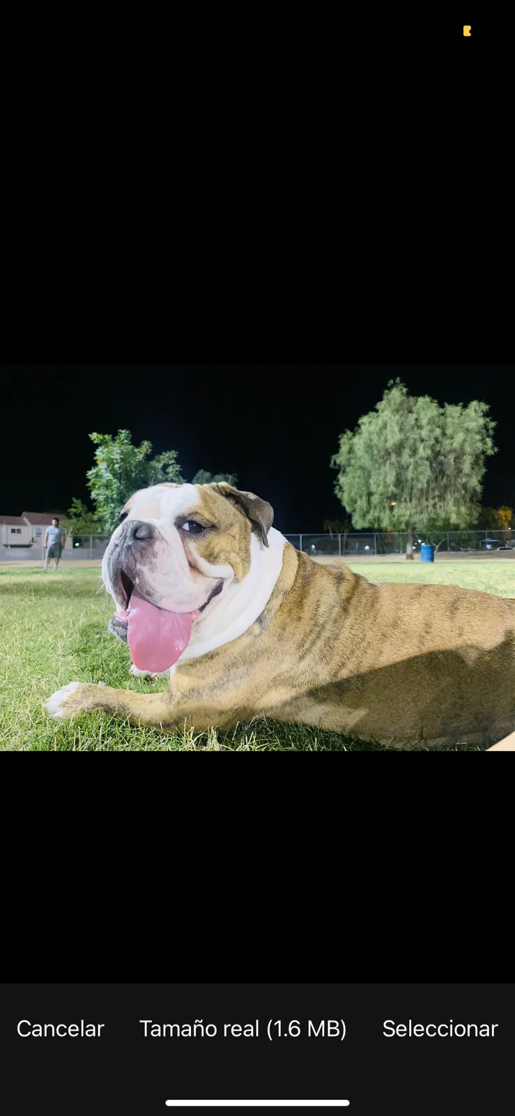 Lost dog in Las Vegas, NV, 89121