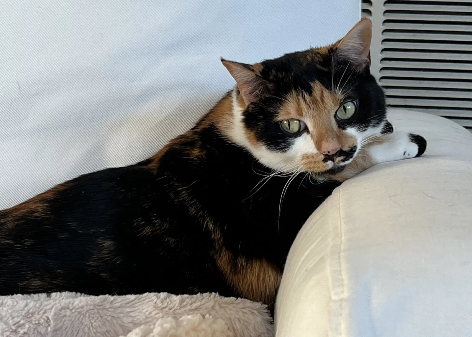 Lost cat in Huntington Beach, CA, 92648