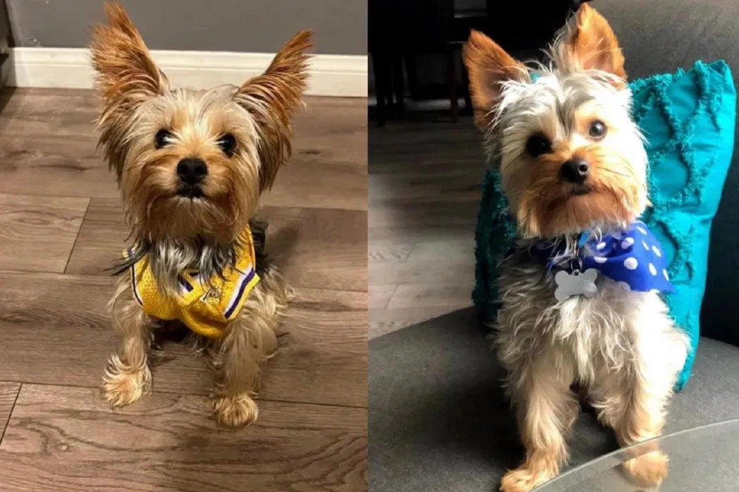 Lost dog in San Diego, CA, 92154