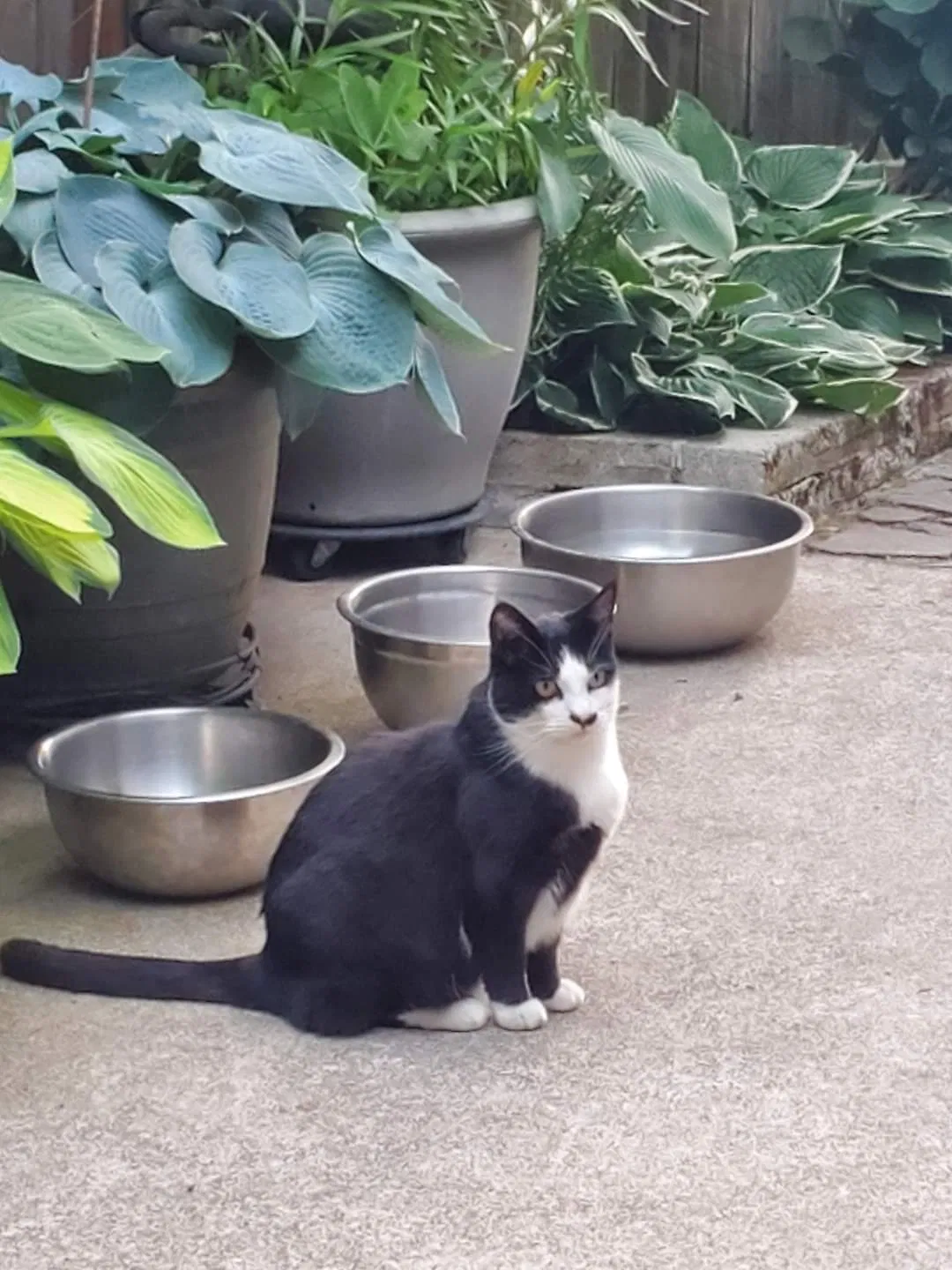 Lost cat in Oregon City, OR, 97045