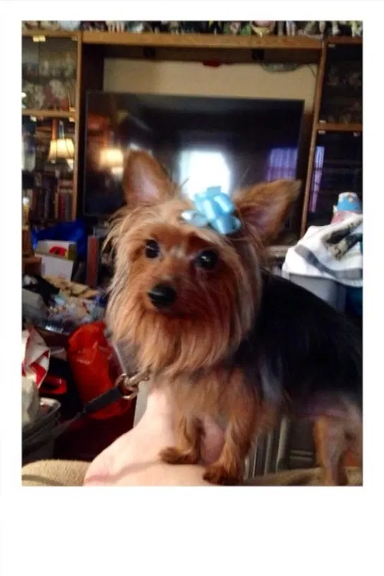 Lost dog in Norwalk, CA, 90650