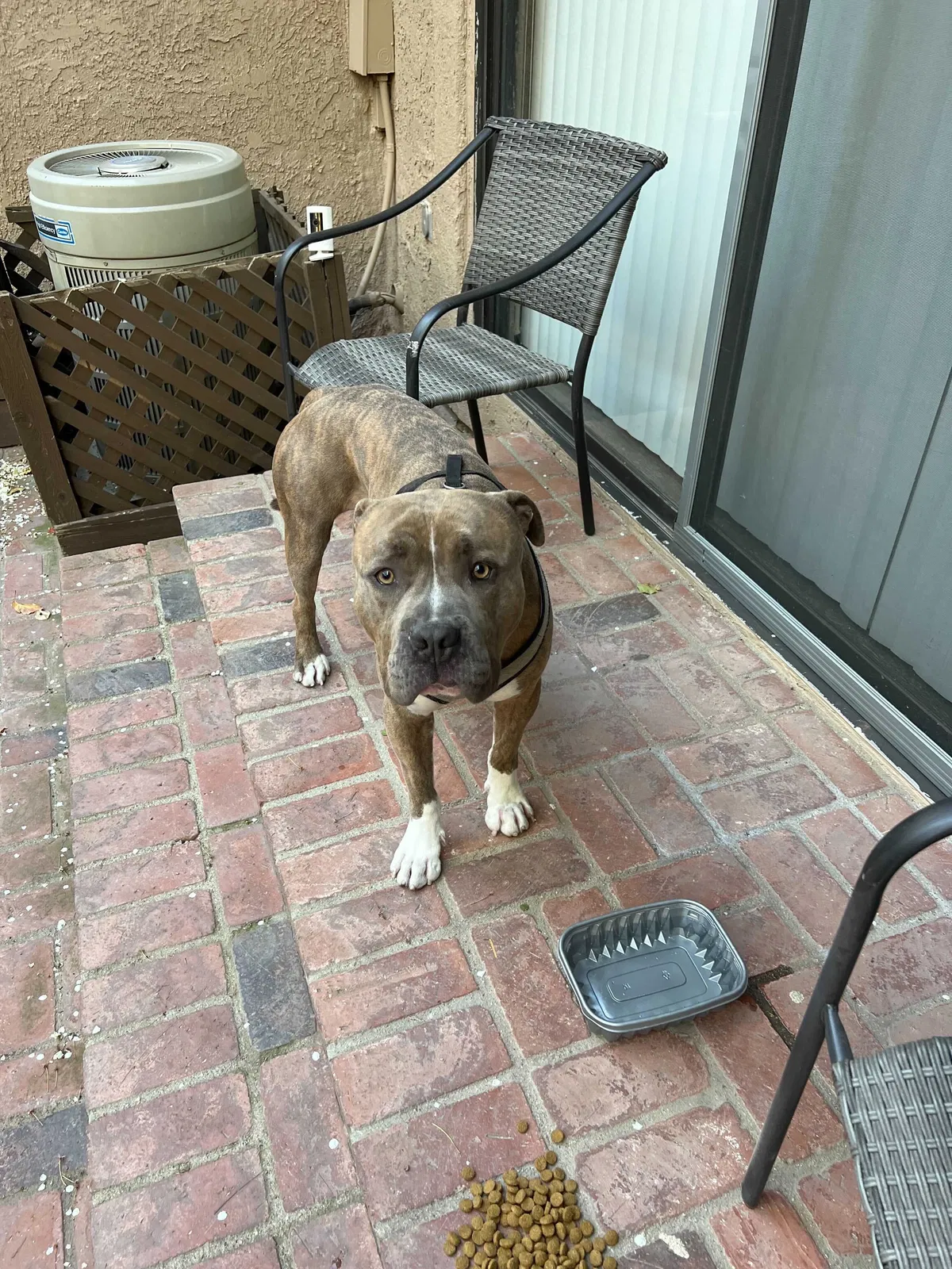 Found dog in Simi Valley, CA, 93065
