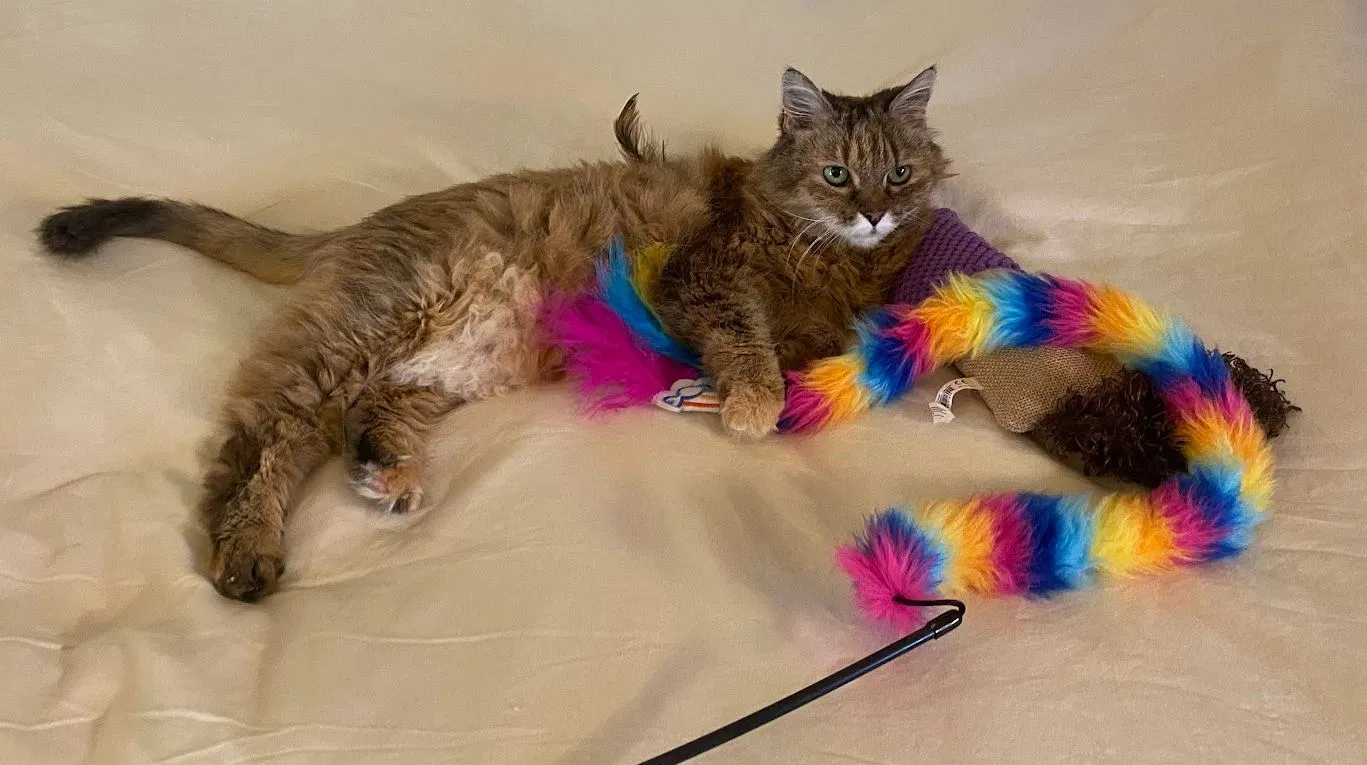 Lost cat in Harbor City, CA, 90710