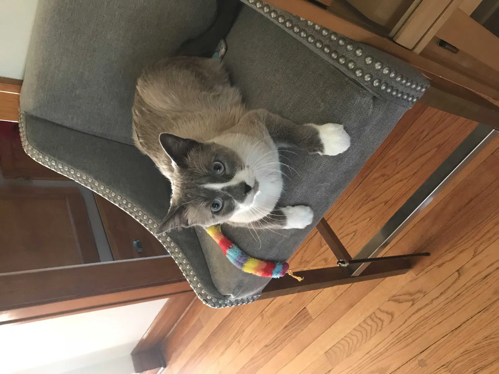 Lost cat in Hammond, IN, 46324