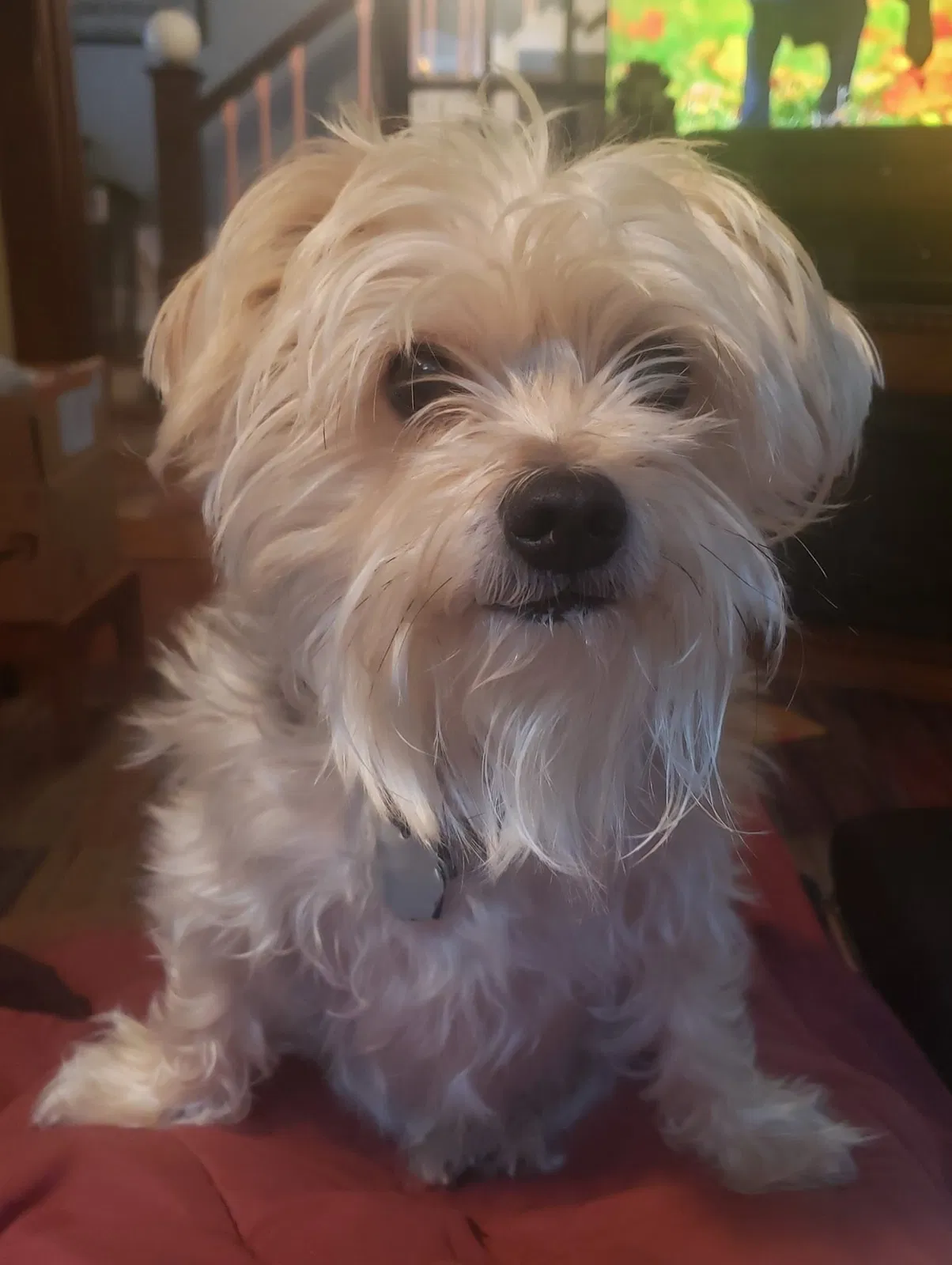 Lost dog in Oshkosh, WI, 54901