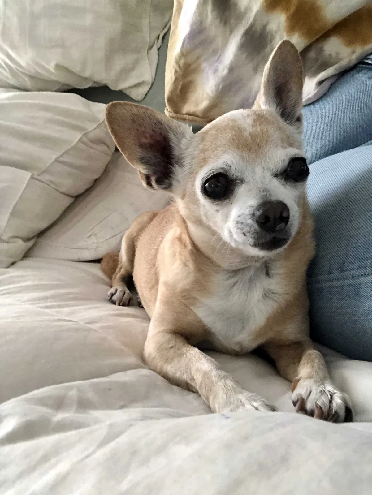 Lost dog in Santa Ana, CA, 92701