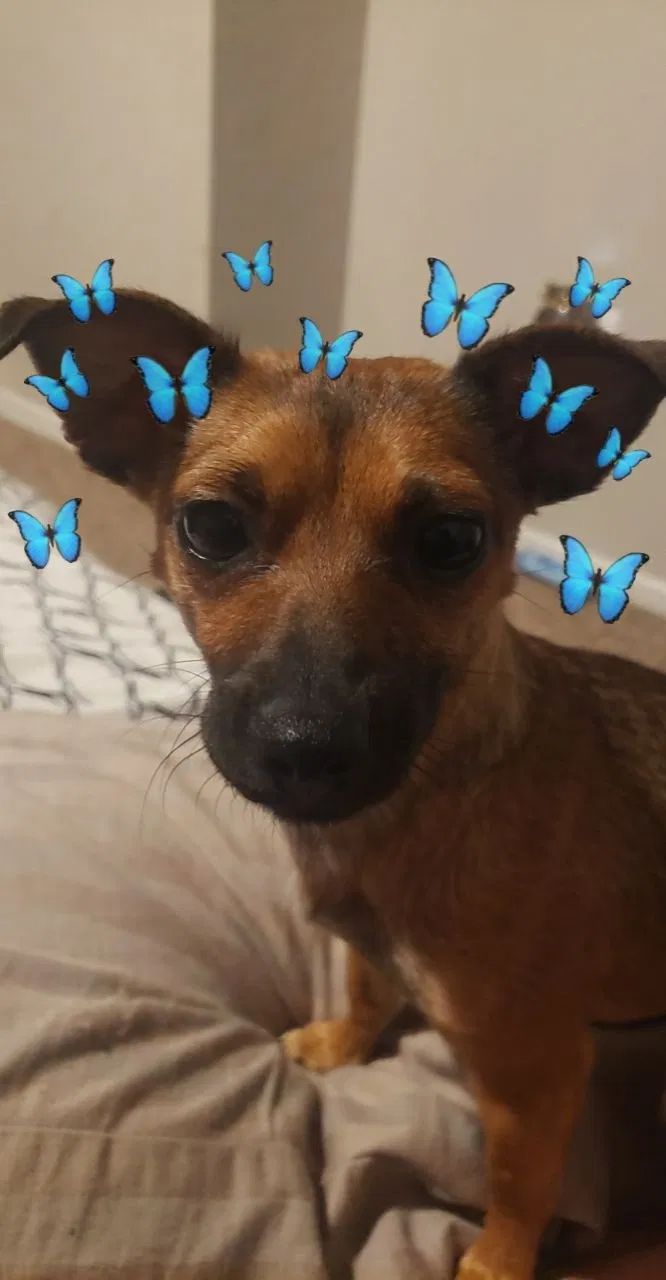 Lost dog in Cedar Creek, TX, 78612