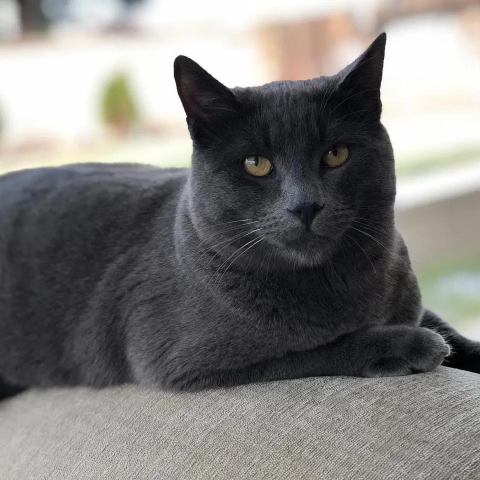 Lost cat in Lancaster, CA, 93536