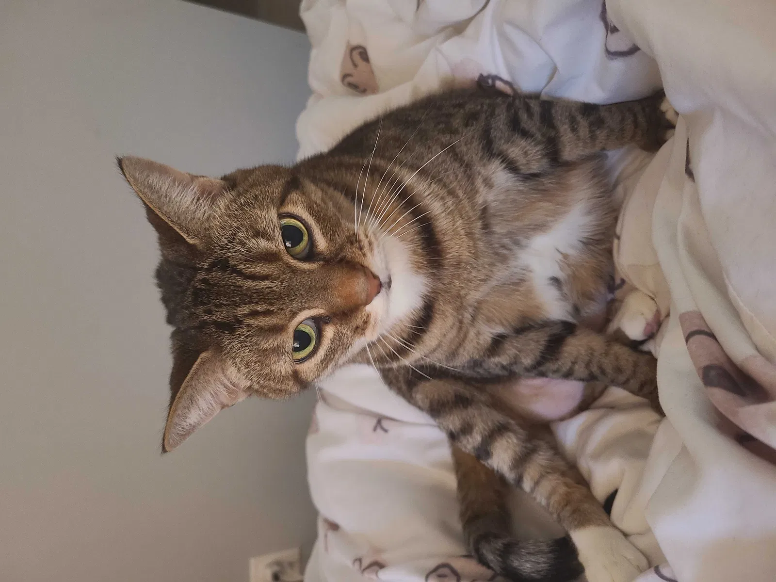 Lost cat in Richmond, VA, 23223