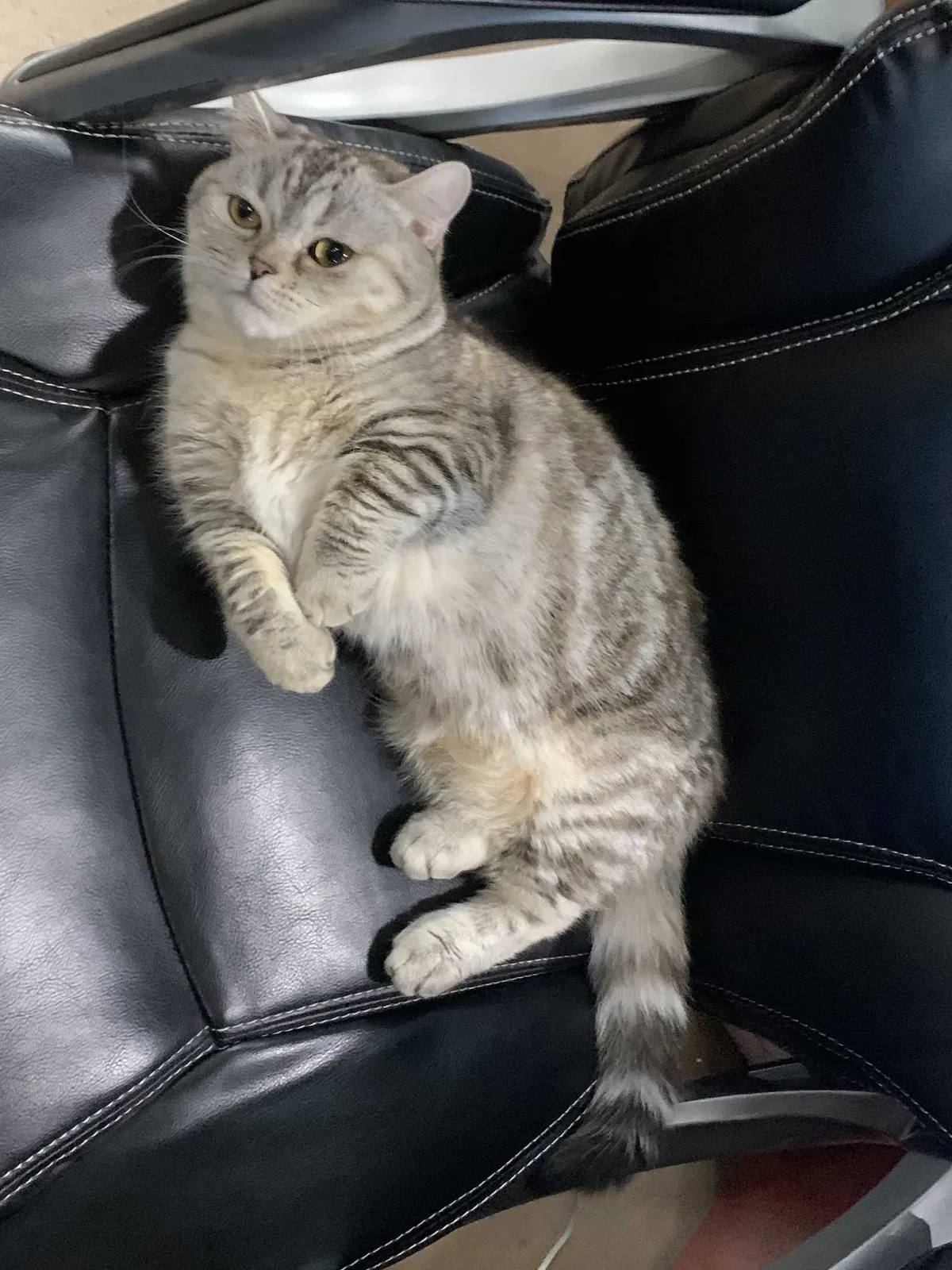 Lost cat in San Antonio, TX, 78249