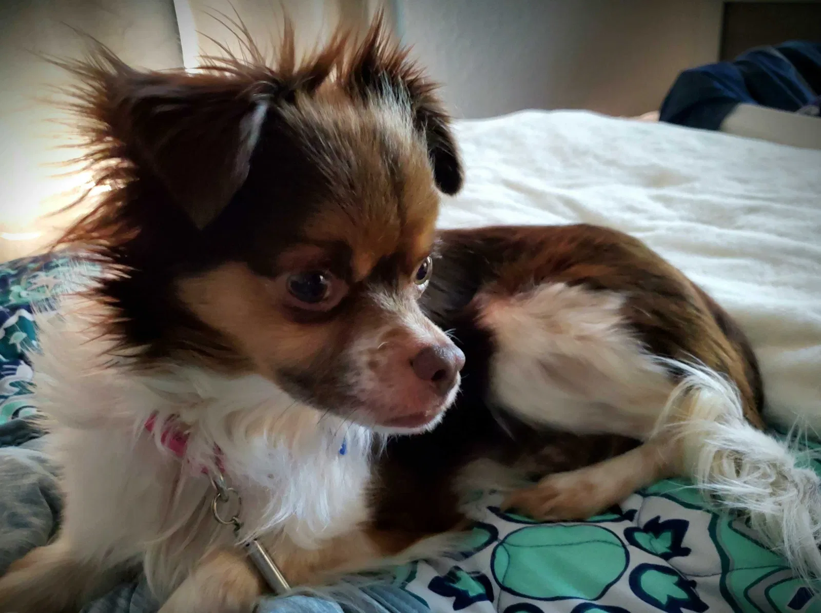 Lost dog in Independence, MO, 64053