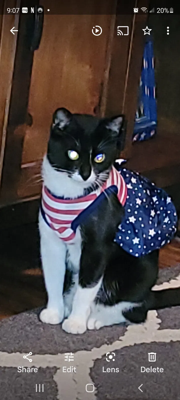 Lost cat in Corpus Christi, TX, 78415