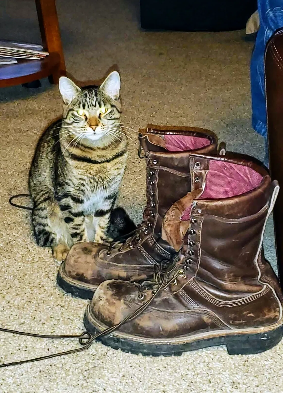 Lost cat in Albany, OR, 97321