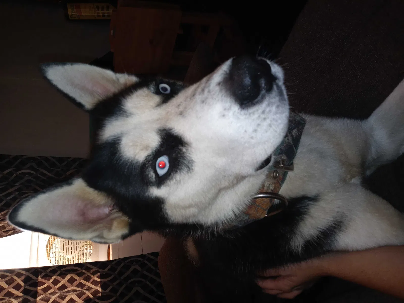 Lost dog in Cleveland, TN, 37323