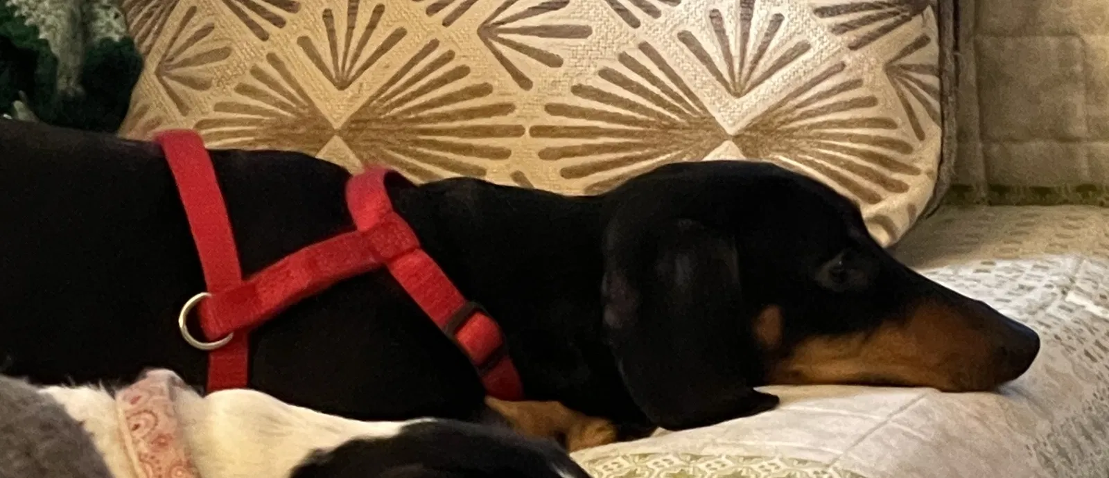 Lost dog in Blairs, VA, 24527