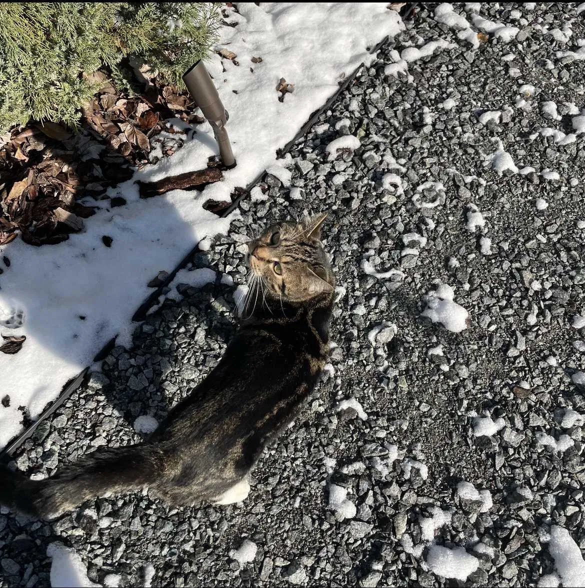 Lost cat in Clover, SC, 29710